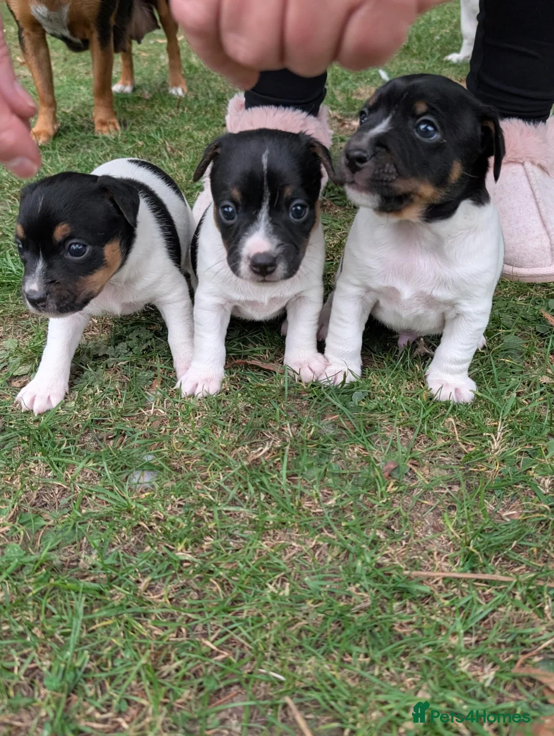 Jack Russell dogs for sale: Jack Russell girl  in Wickford - Advert 6