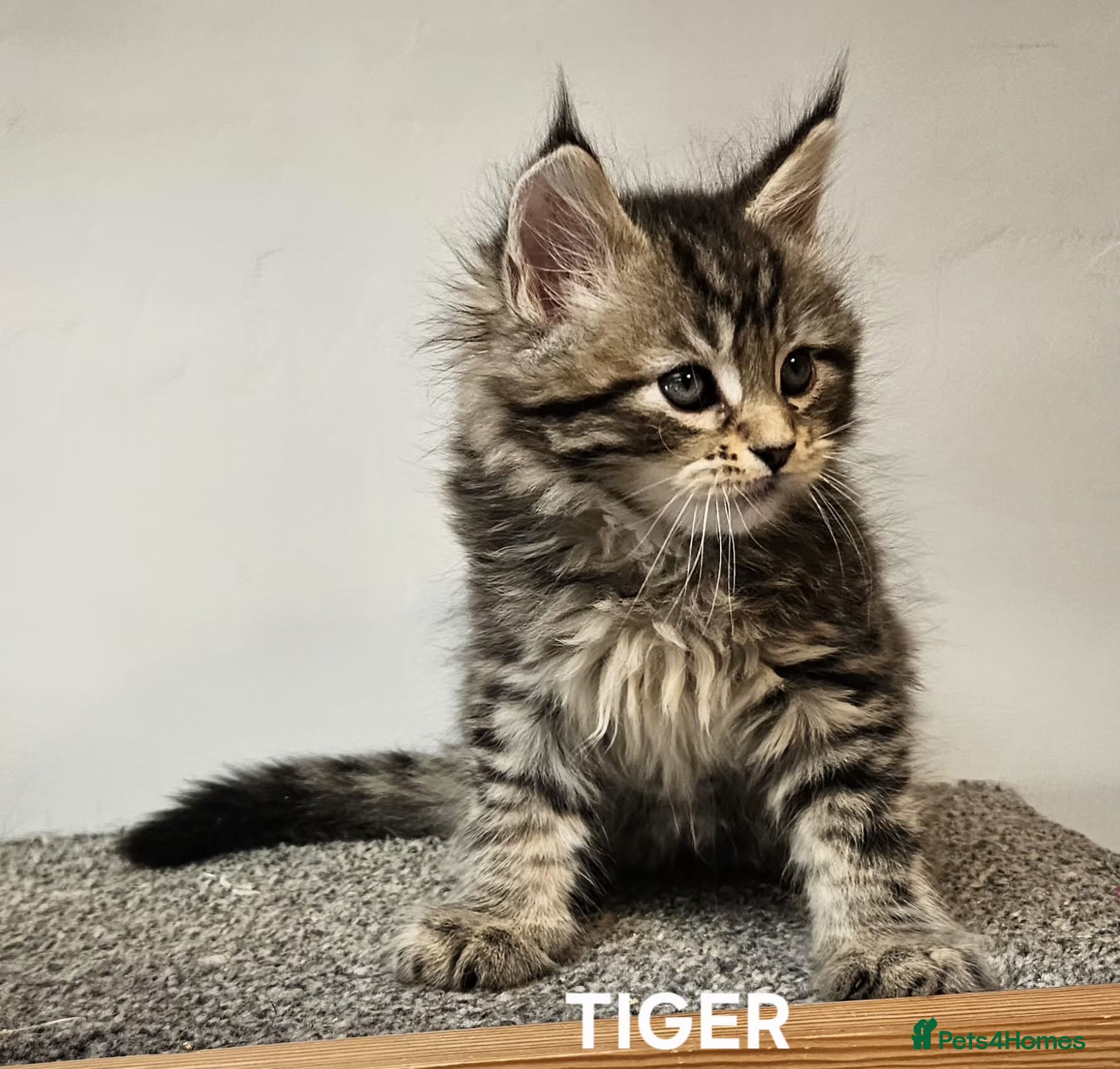 Maine Coon cats Large Maine Coon kittens regd European bloodline  - Advert 1