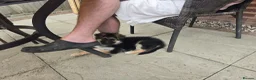 German Shepherd dogs for sale: 10 week B&T female gsd pup - Advert 7