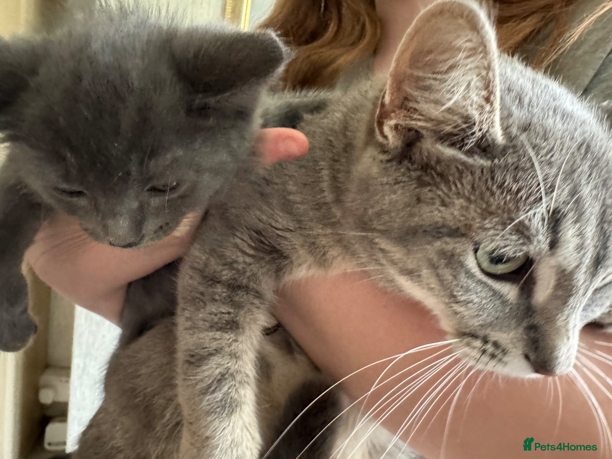 Ragdoll cats 3 Ragdoll X Tabby kittens. Ready now - Advert 1