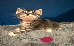 Bengal cats for sale: Queen boo 💕❤️ - Image 19