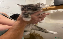 British Shorthair cats for sale: Kittens for sale - Image 7