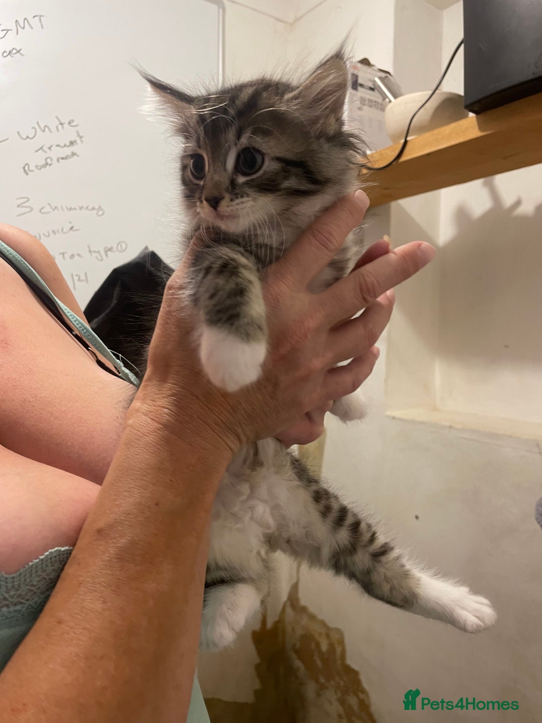 British Shorthair cats for sale: Kittens for sale - Image 7