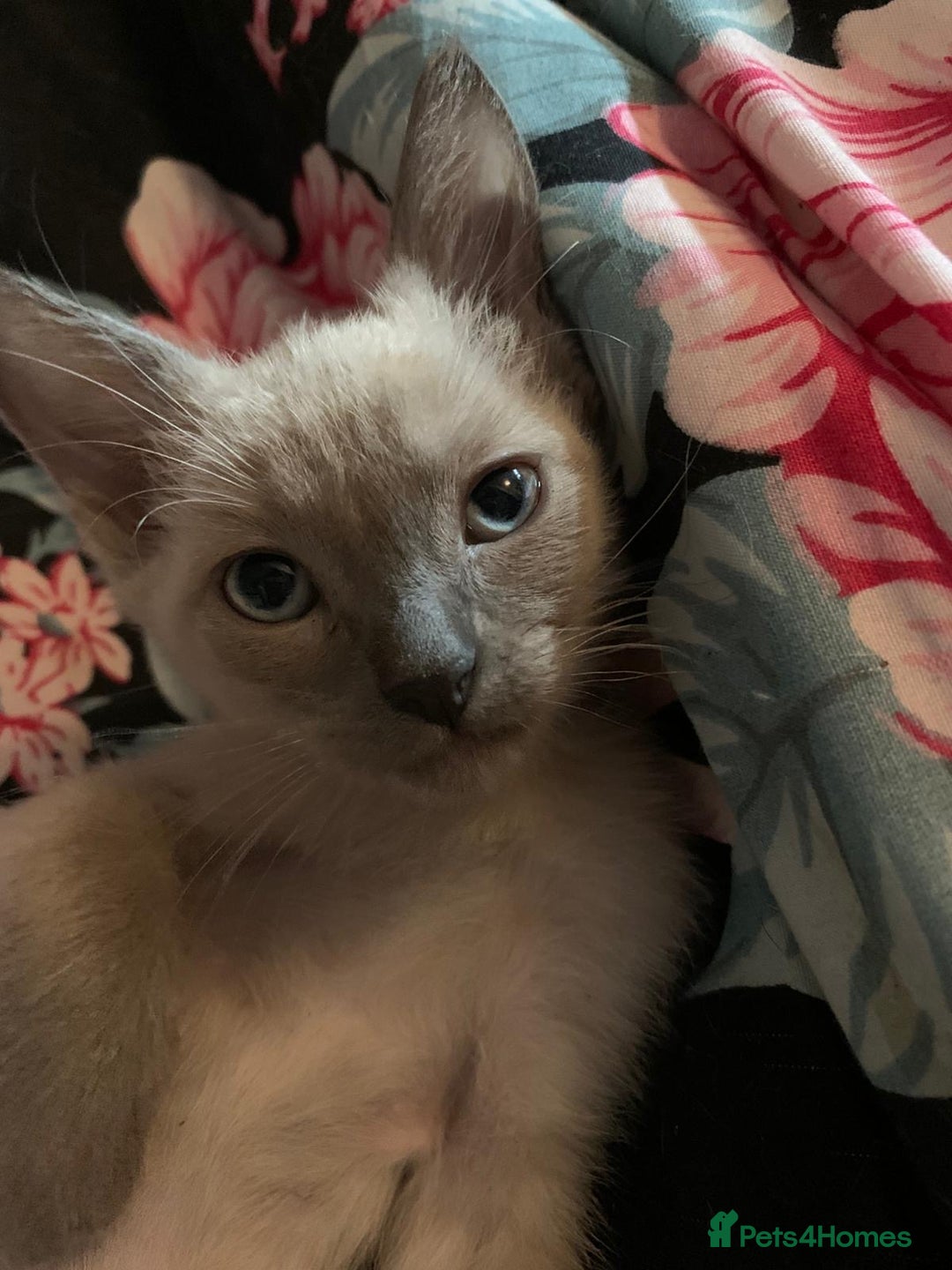 Mixed Breed cats for sale: Ragdoll sphynx mixed kittens ready now  - Image 1