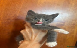 British Shorthair cats for sale: British shorthair x - Image 6