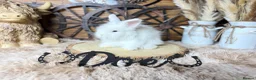 Angora rabbits for sale: PURE•PEDIGREE•ANGORAS🤍 - Advert 4
