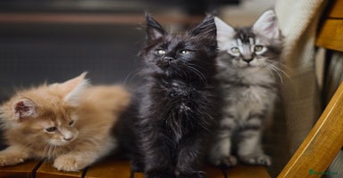 Maine Coon cats - Advert 1