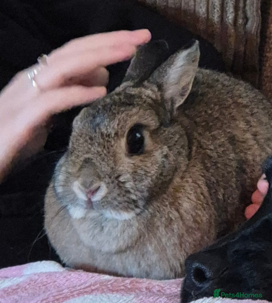Netherland Dwarf rabbits for sale: Female Neutered Rabbit - Advert 2