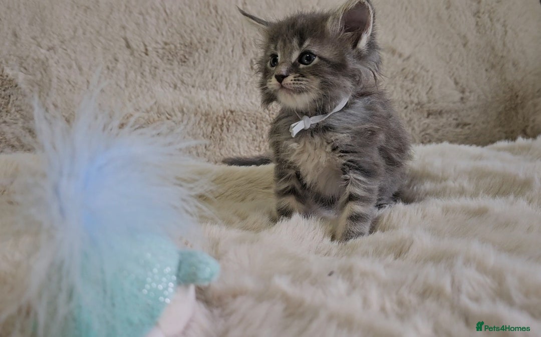 Maine Coon cats for sale: GCCF Registered Pedigree Maine Coon Kittens - Image 13