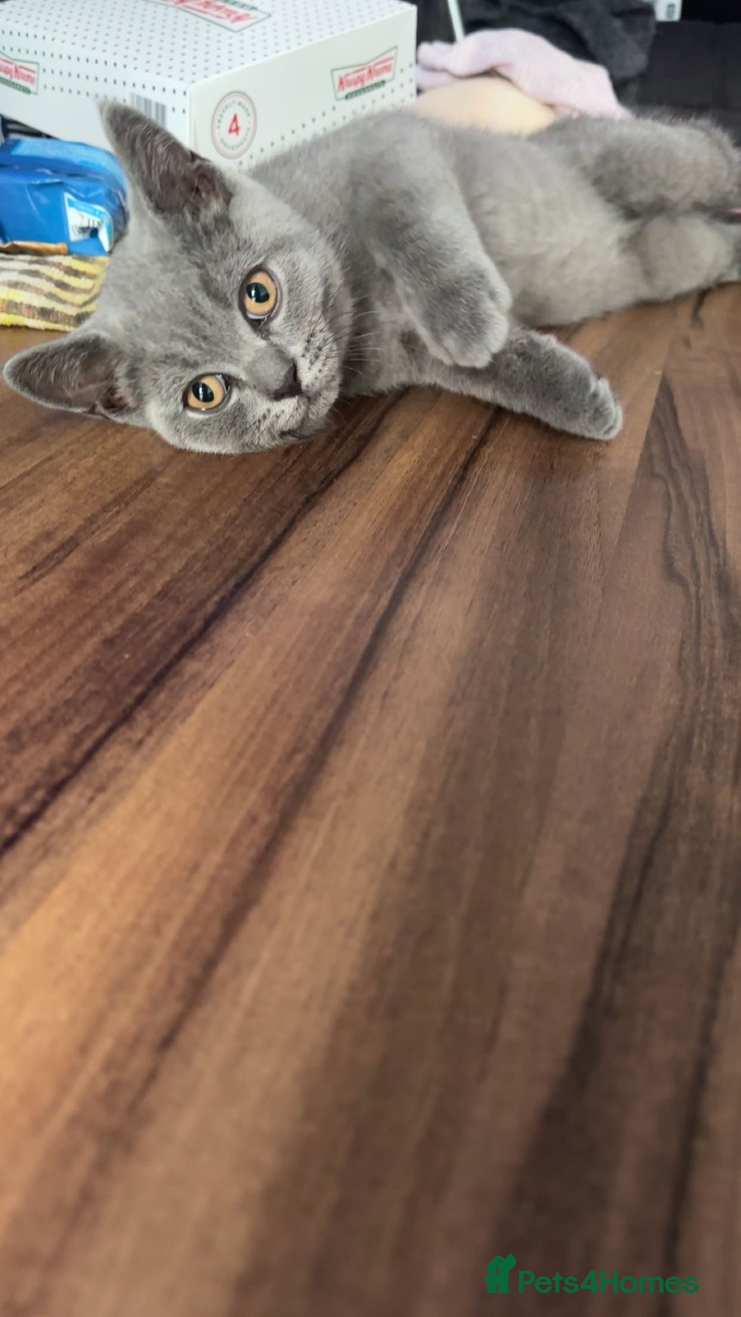 British Shorthair cats for sale: Only 2 Males Left  - Image 5