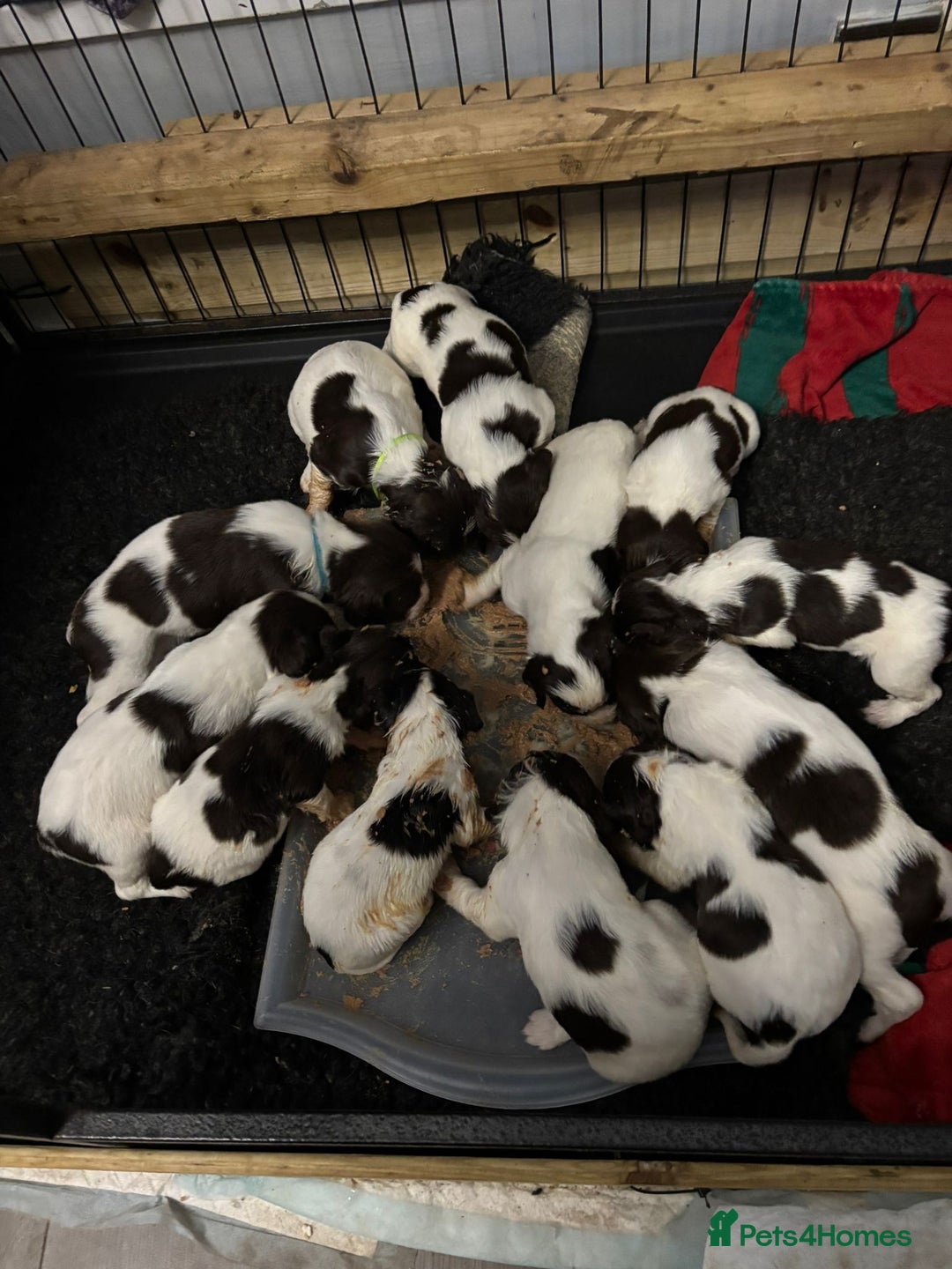 English Springer Spaniel dogs for sale: English springer spaniel pups - Image 4