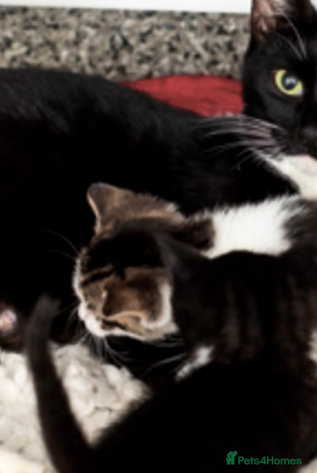 Mixed Breed cats for sale: 2 kittens  - Image 2