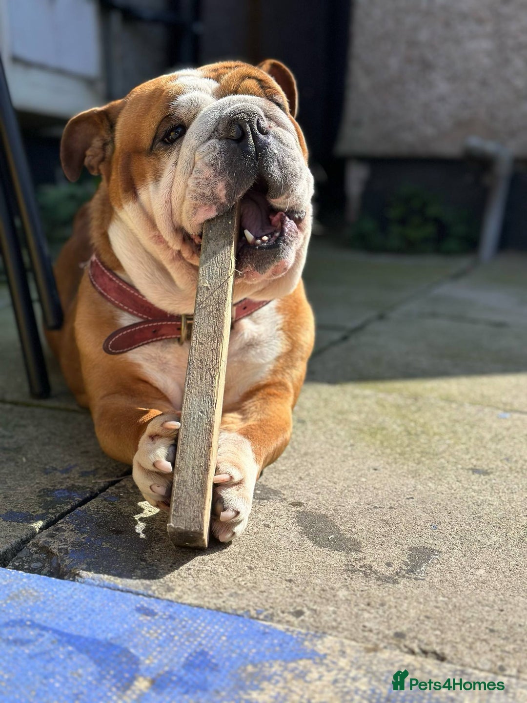 English Bulldog dogs for sale: Rehome of our lovely Rosie  - Image 2