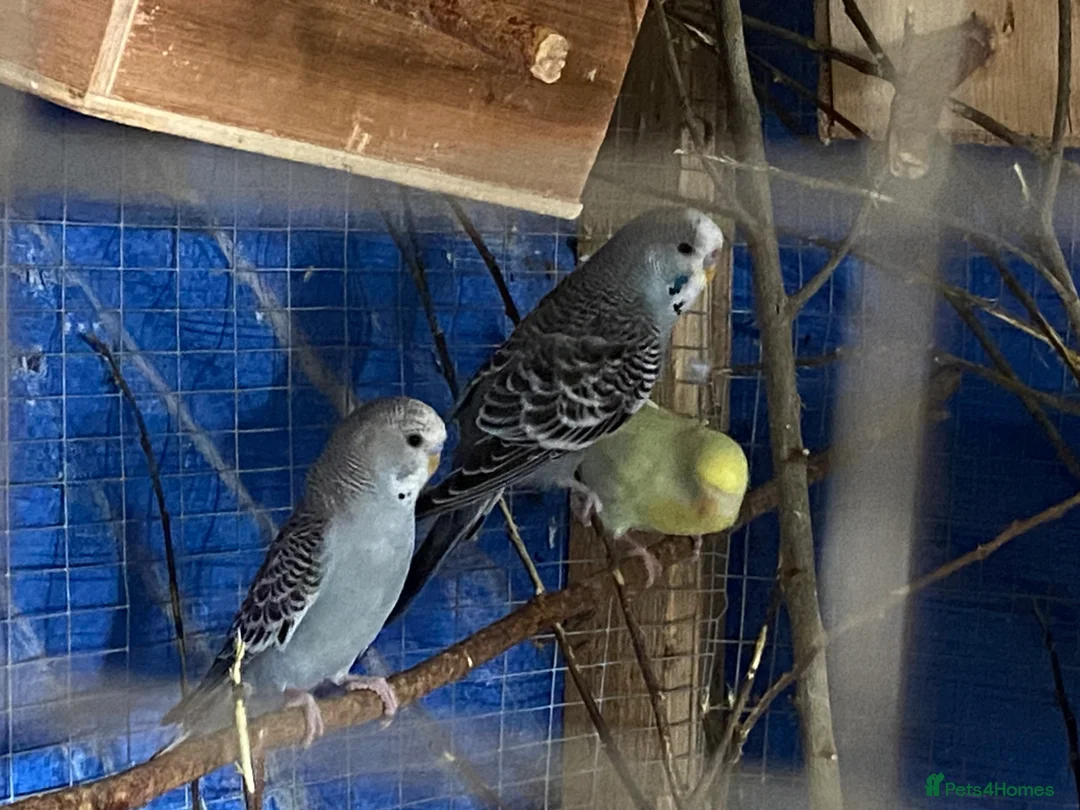Budgerigars birds for sale: 4 young boy budgies searching for their new homes  - Advert 12