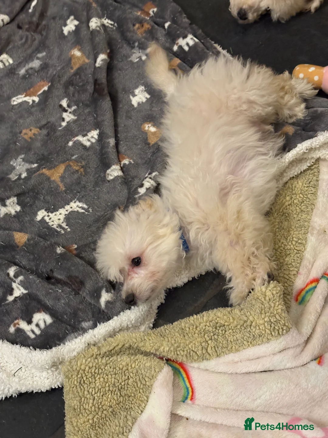 Mixed Breed dogs for sale: Beautiful maltipoo pups  - Advert 7