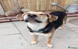 Mixed Breed dogs for adoption: Caleb - 9 Months Old, Boy, Hound mixed breed pup - Image 6