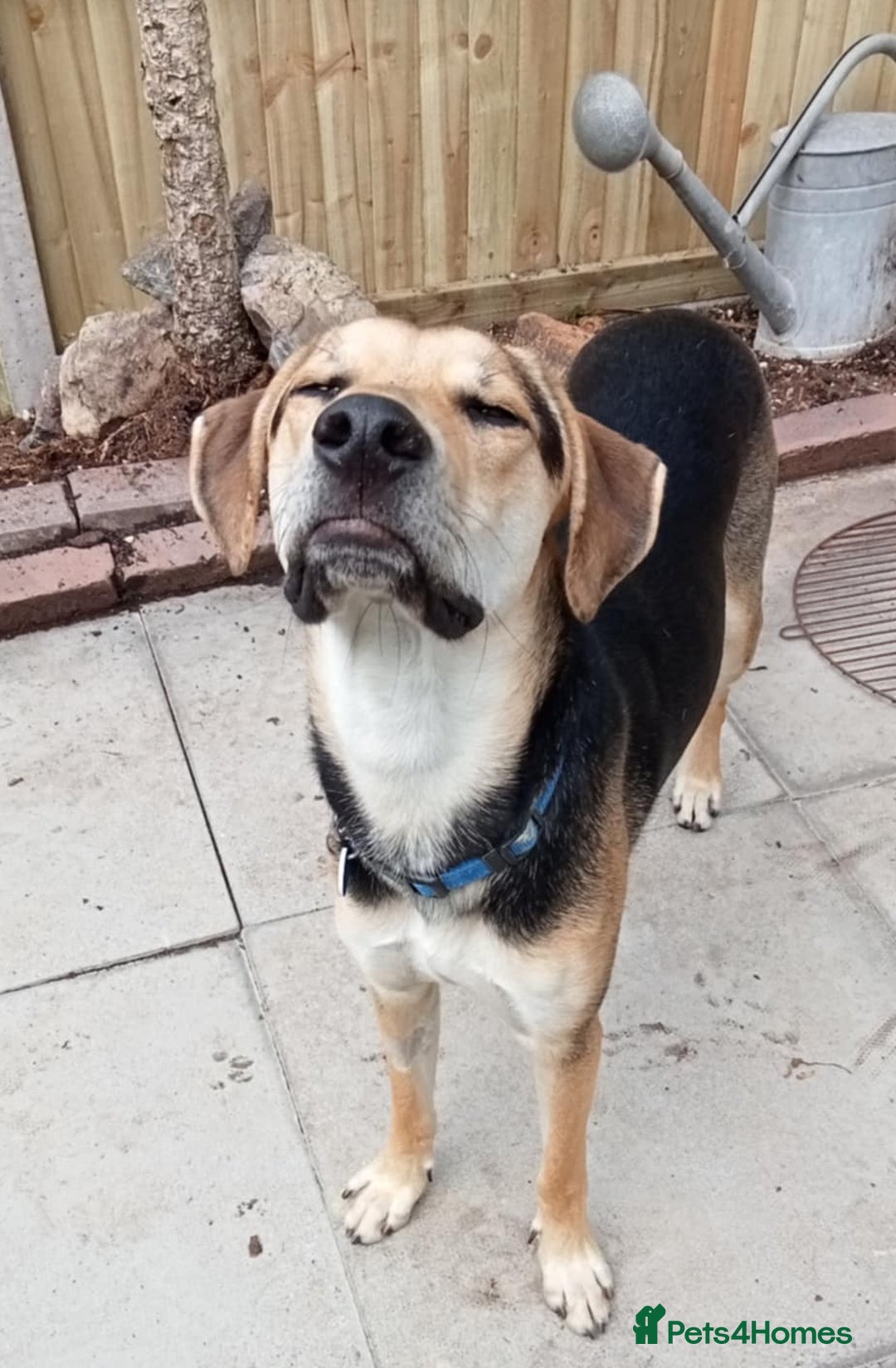 Mixed Breed dogs for adoption: Caleb - 9 Months Old, Boy, Hound mixed breed pup - Image 6