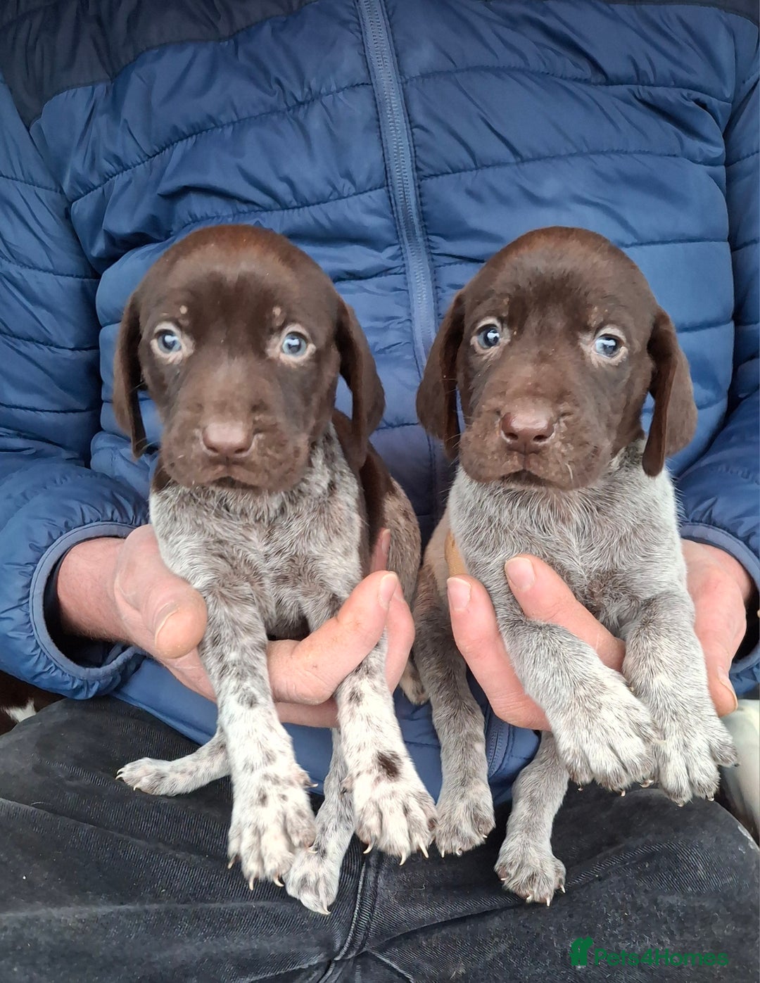 German Shorthaired Pointer dogs for sale: Beautiful GSP puppies. - Advert 5