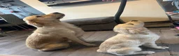 Golden Retriever dogs for sale: 💕 Ready to Leave 💕 Golden retriever puppy  - Advert 1