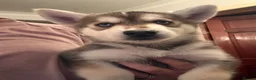 Mixed Breed dogs for sale: Husky Hybrid Puppies (Utonagans)  - Advert 21