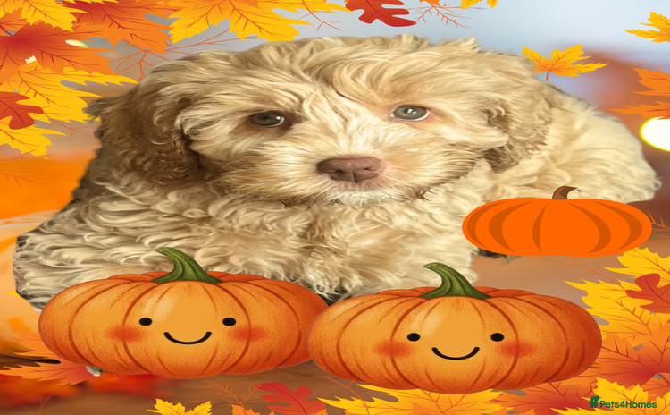 Australian Labradoodle dogs - Advert 1