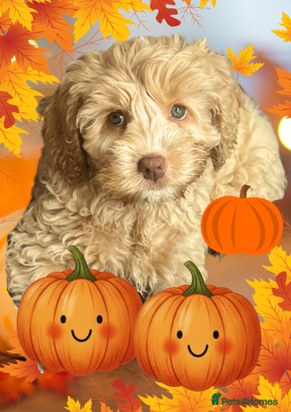 Australian Labradoodle dogs - Advert 2