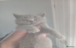 British Shorthair cats for sale: BRITISH SHORT HAIR KITTENS  in Gloucester - Image 10