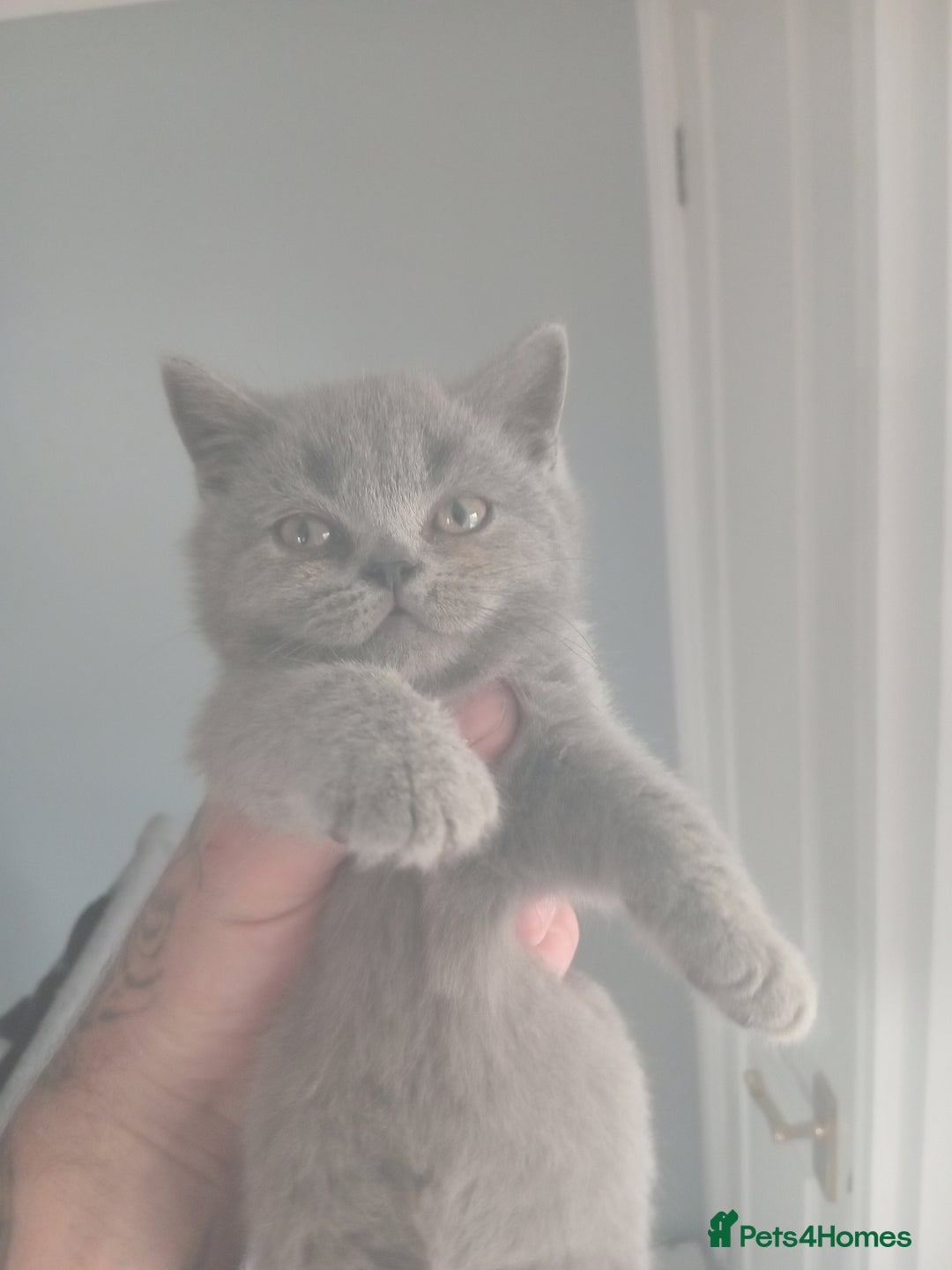 British Shorthair cats for sale: BRITISH SHORT HAIR KITTENS  in Gloucester - Image 10