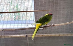 Parakeets birds for sale: Kakarikis available. - Image 1