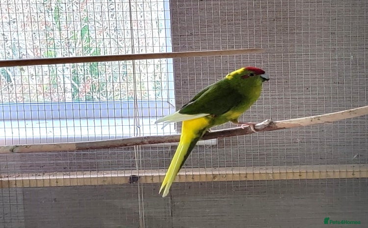 Parakeets birds - Advert 1