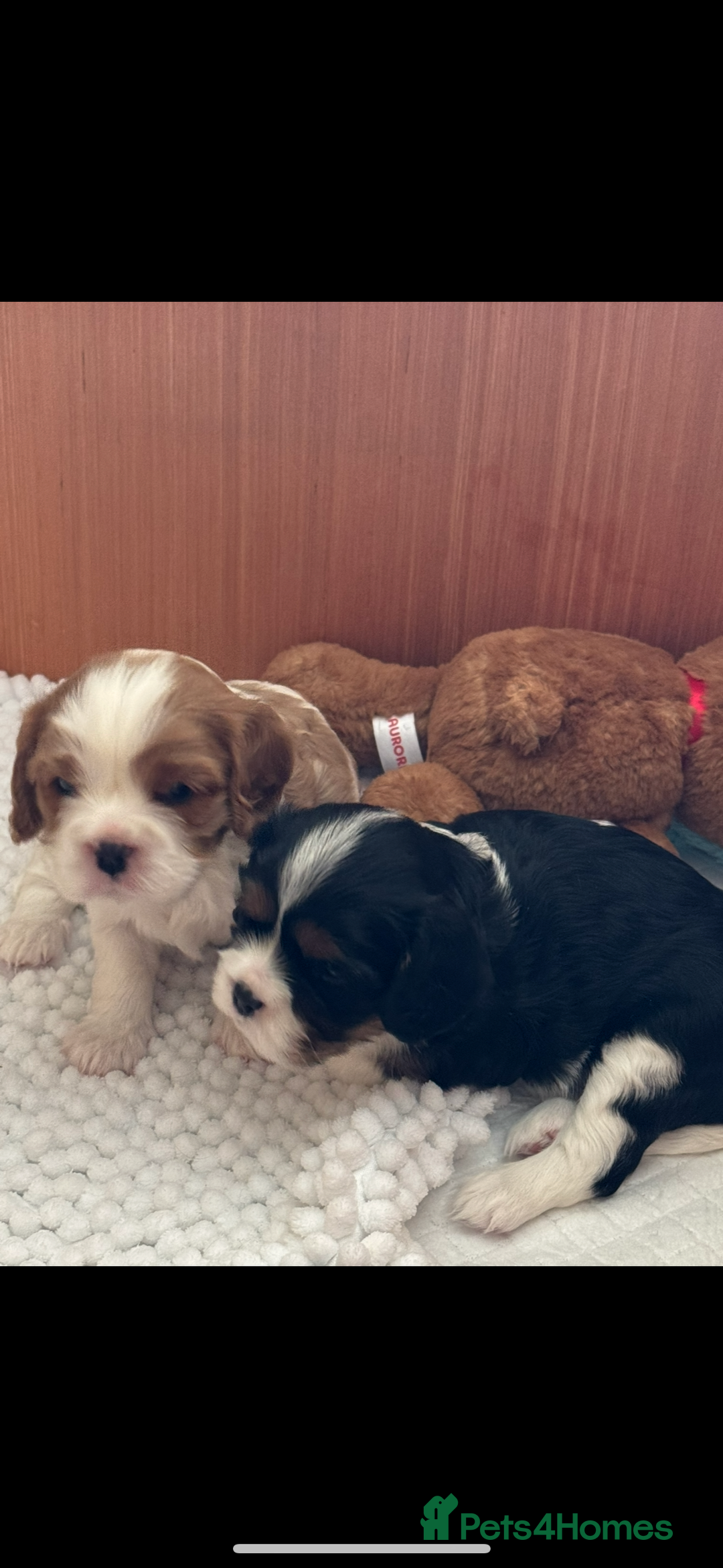 Cavalier King Charles Spaniel dogs for sale: Cavalier King Charles spaniel puppies - Image 4
