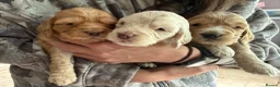 Cockapoo dogs for sale: 🐾 Stunning F1 Cockapoo  Rare Colours  🐾 in Newton Abbot - Advert 8