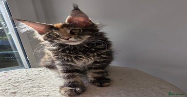 Maine Coon cats - Advert 8