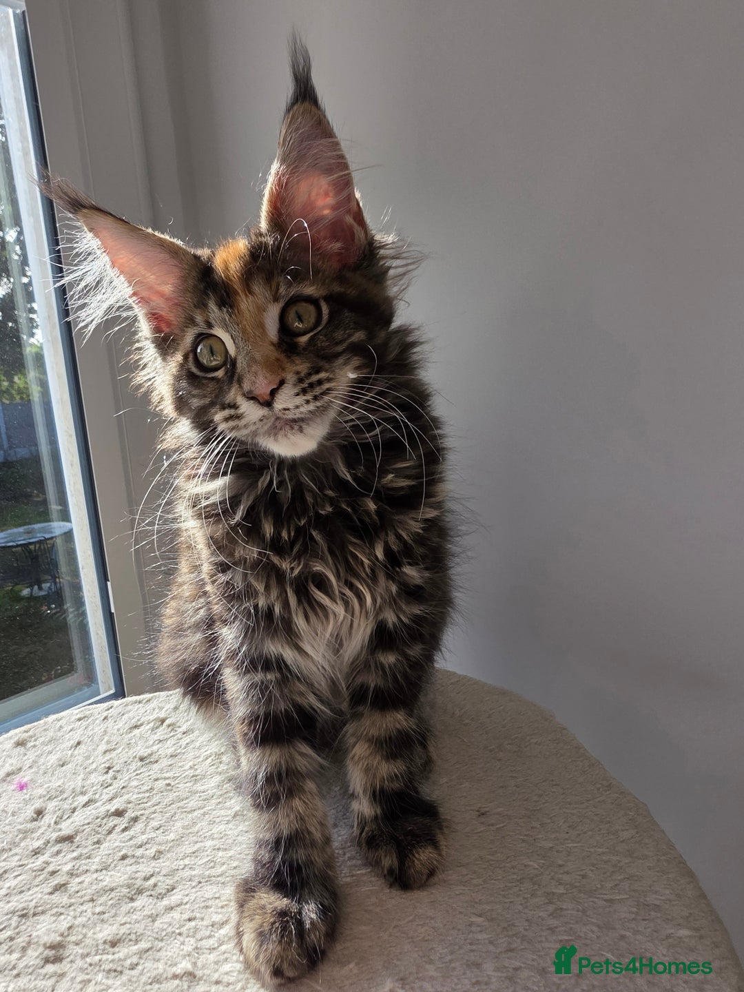 Maine Coon cats for sale: One TICA-Registered Maine Coon Kittens Available - Image 14