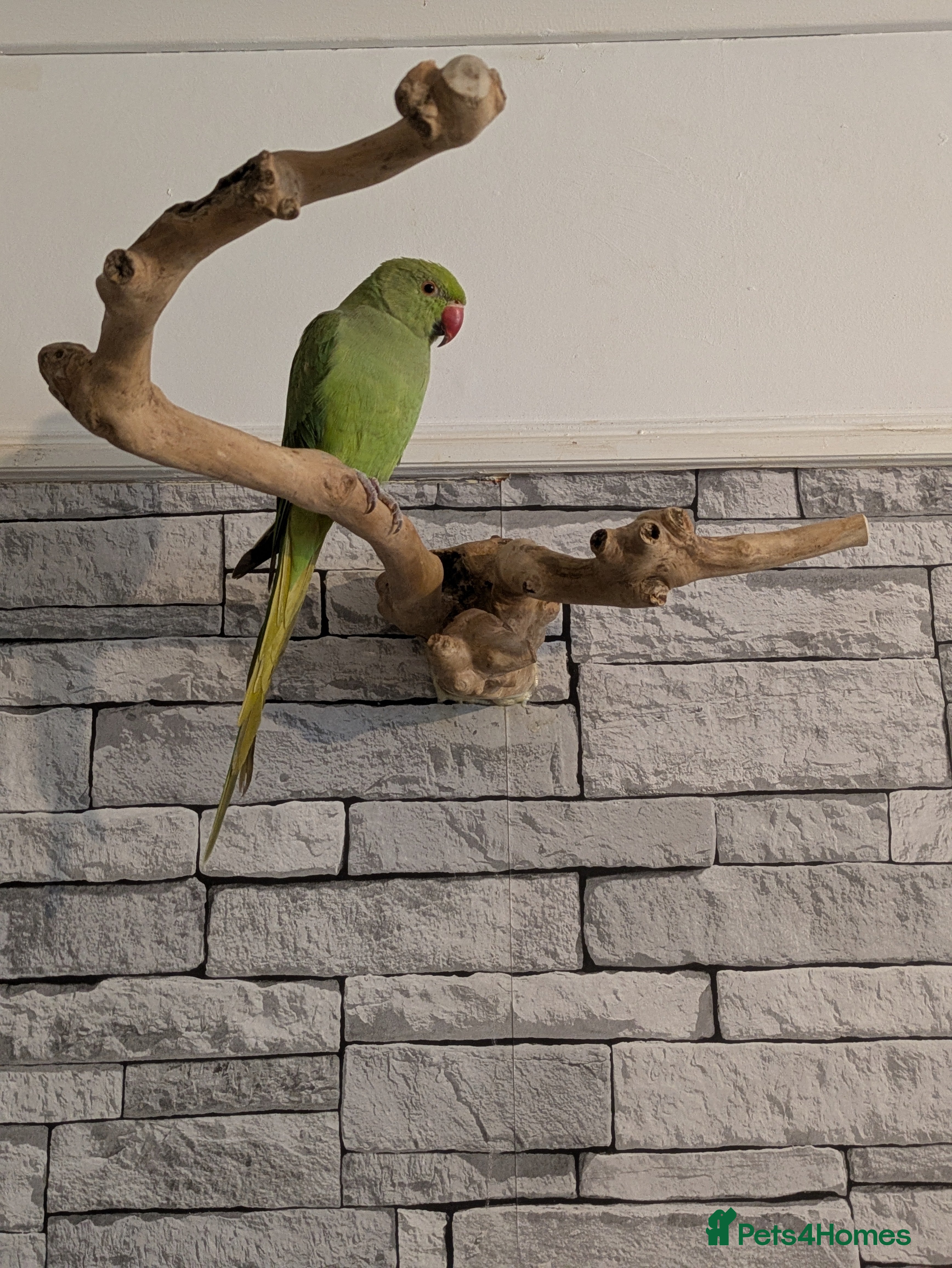 Ringnecks birds Indian ringneck - Advert 16