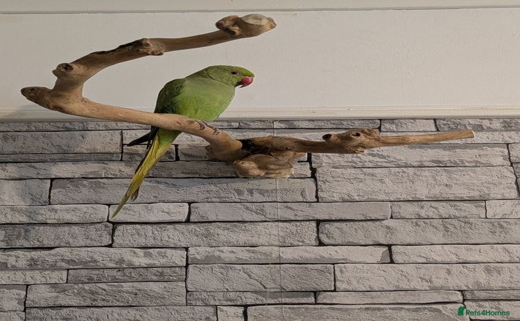 Ringnecks birds - Advert 7