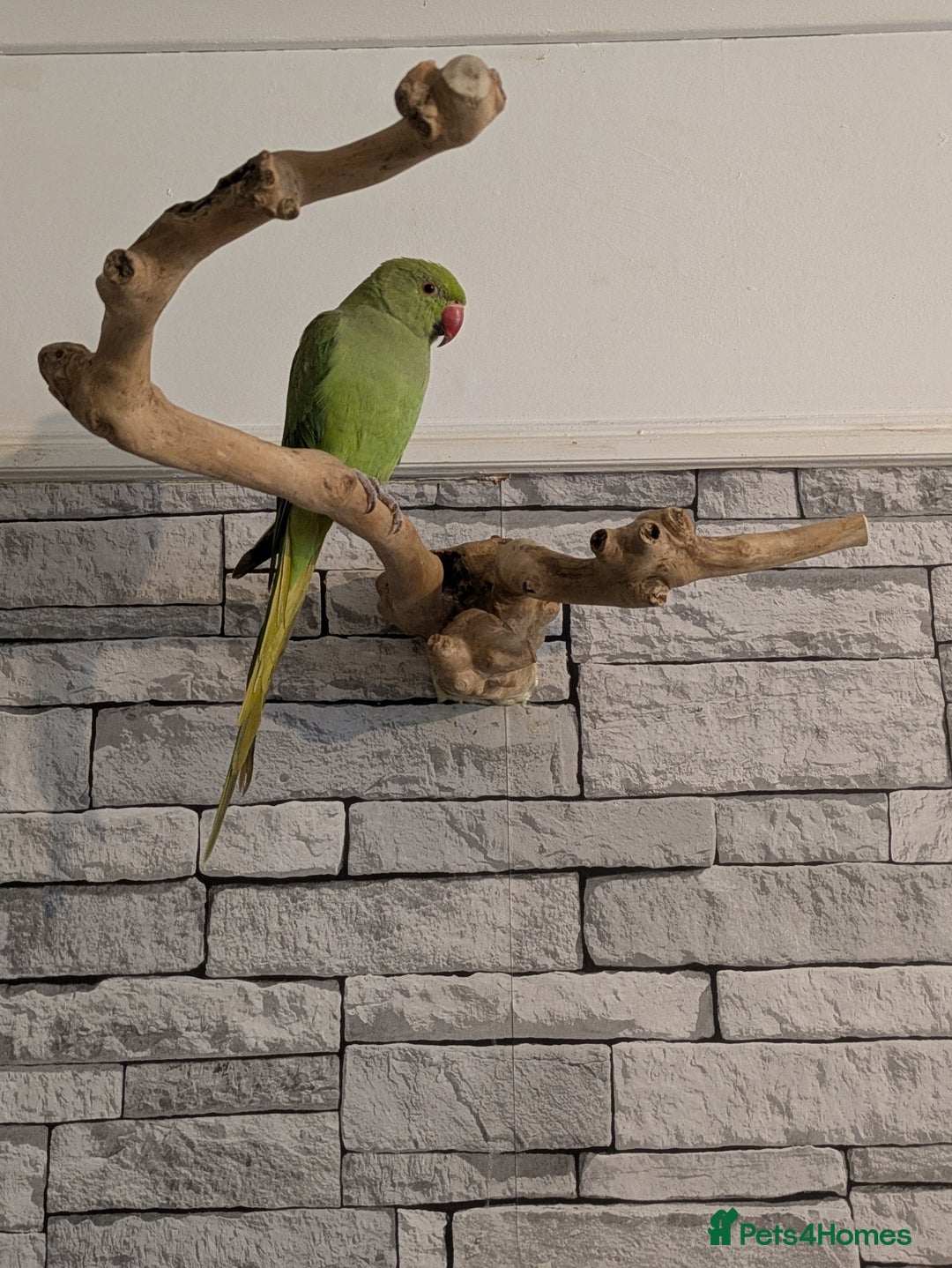 Ringnecks birds for sale: Indian ringneck - Image 1