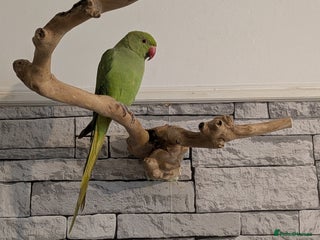 Ringnecks birds for sale - Advert 1