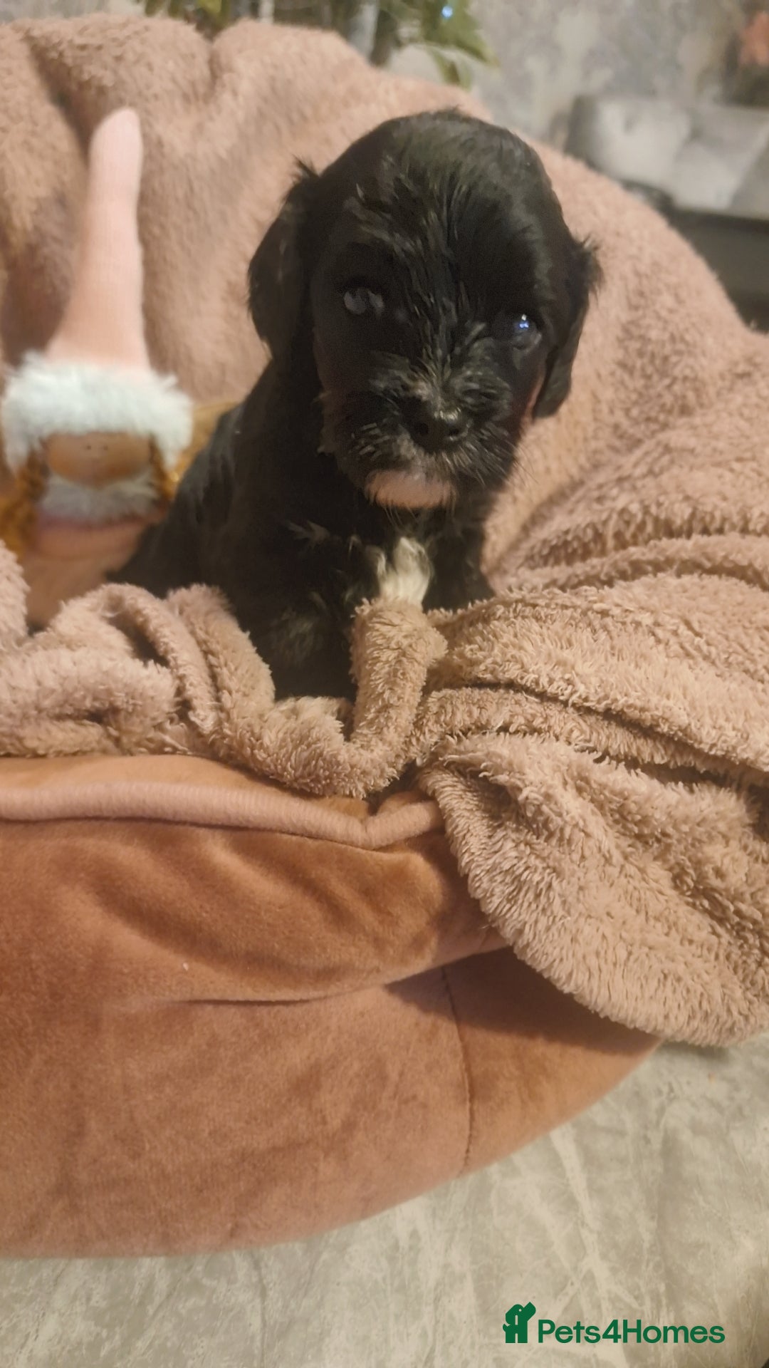 Cavapoo dogs for sale: Beautiful cavapoo puppies  - Advert 13