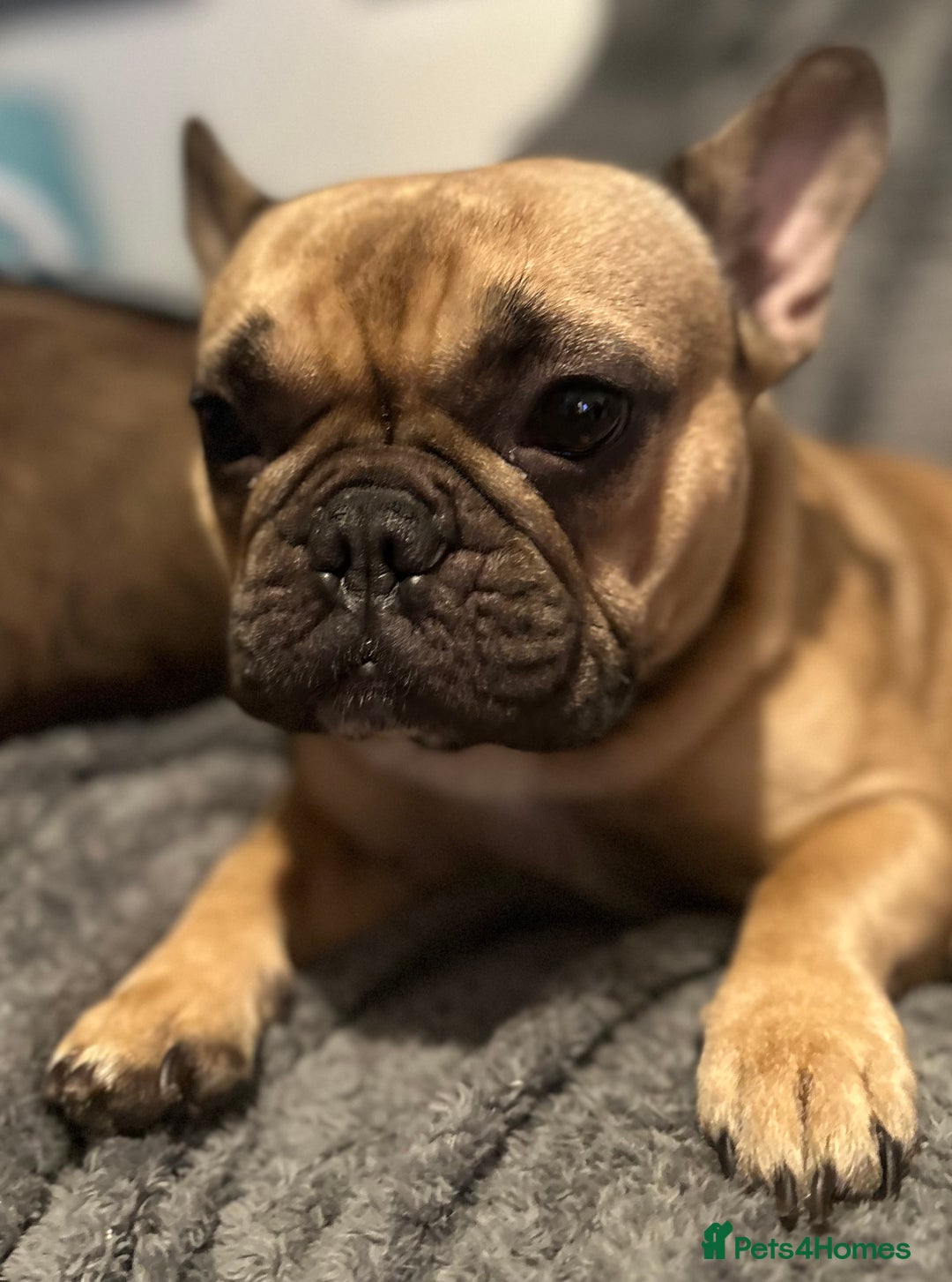 French Bulldog dogs for sale: 4yo female French bulldog - Image 5