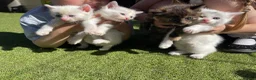 Mixed Breed cats for sale: 💕 beautiful kittens available 💕 - Advert 8