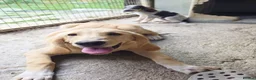 Mixed Breed dogs for adoption: Cantania in Norwich - Advert 4