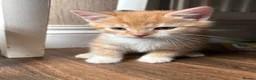 Mixed Breed cats for sale: 4 kittens available to leave.  in Sheffield - Advert 2