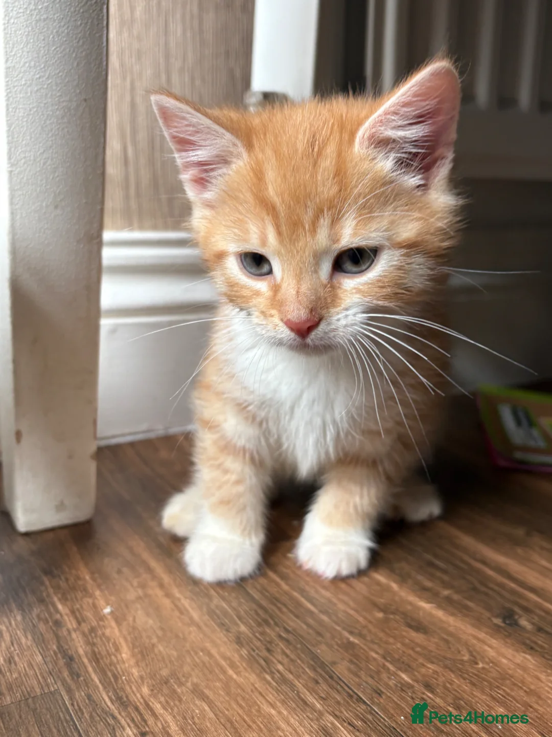 Mixed Breed cats for sale: 4 kittens available to leave.  in Sheffield - Advert 2