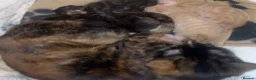 Mixed Breed cats for sale: Mixed kittens  in Bristol - Advert 1