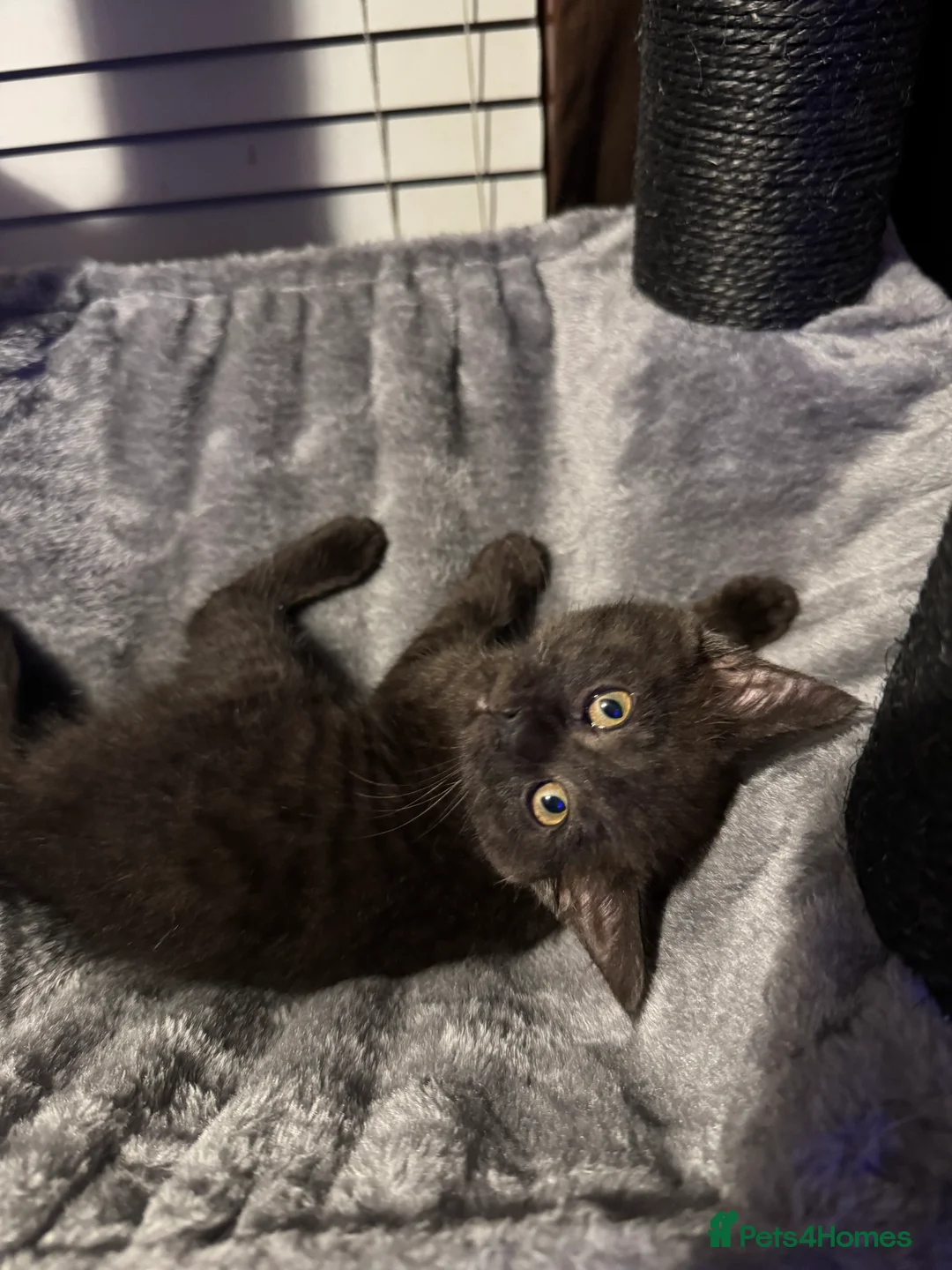 Mixed Breed cats for sale: British short hair cross maine coon  - Advert 8