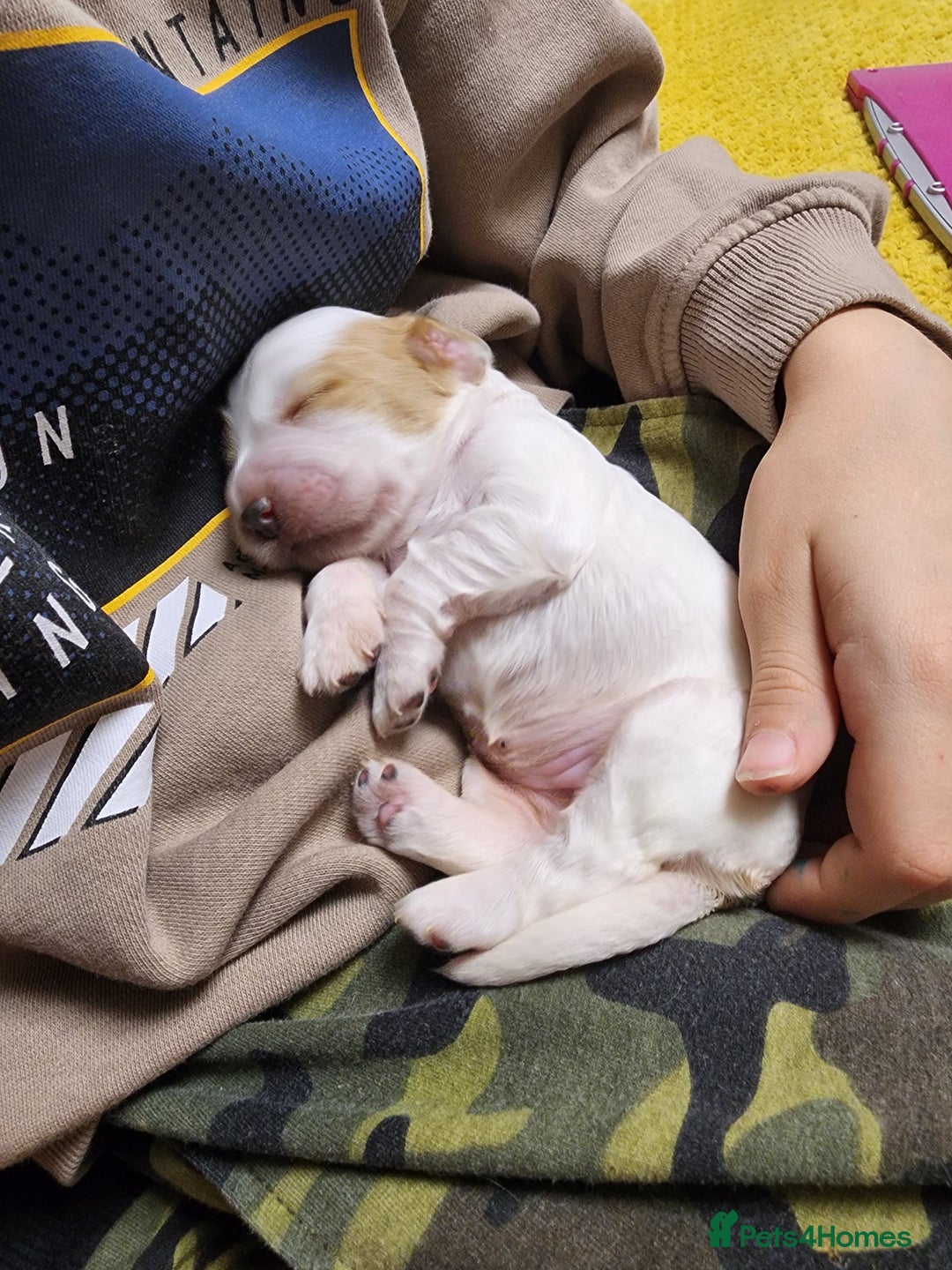 Cocker Spaniel dogs for sale: Show type unique markings cocker spaniel puppies  - Advert 38