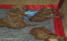 Cavapoo dogs for sale: Fox Red Cavapoo F1 Puppies  - Image 27