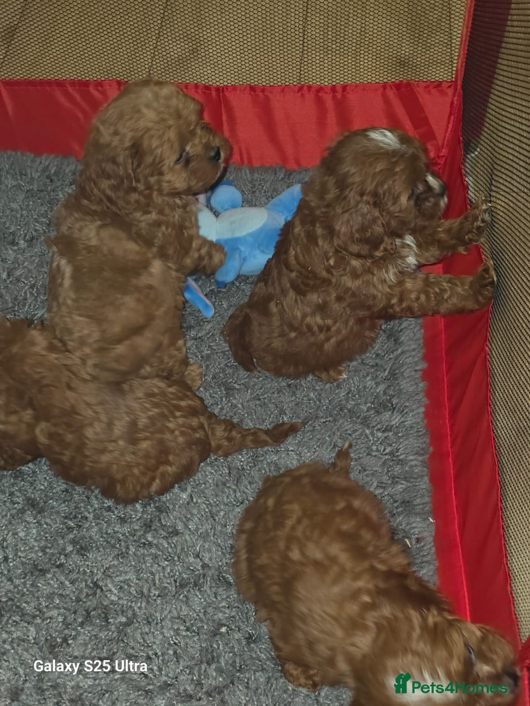 Cavapoo dogs for sale: Fox Red Cavapoo F1 Puppies  - Image 27