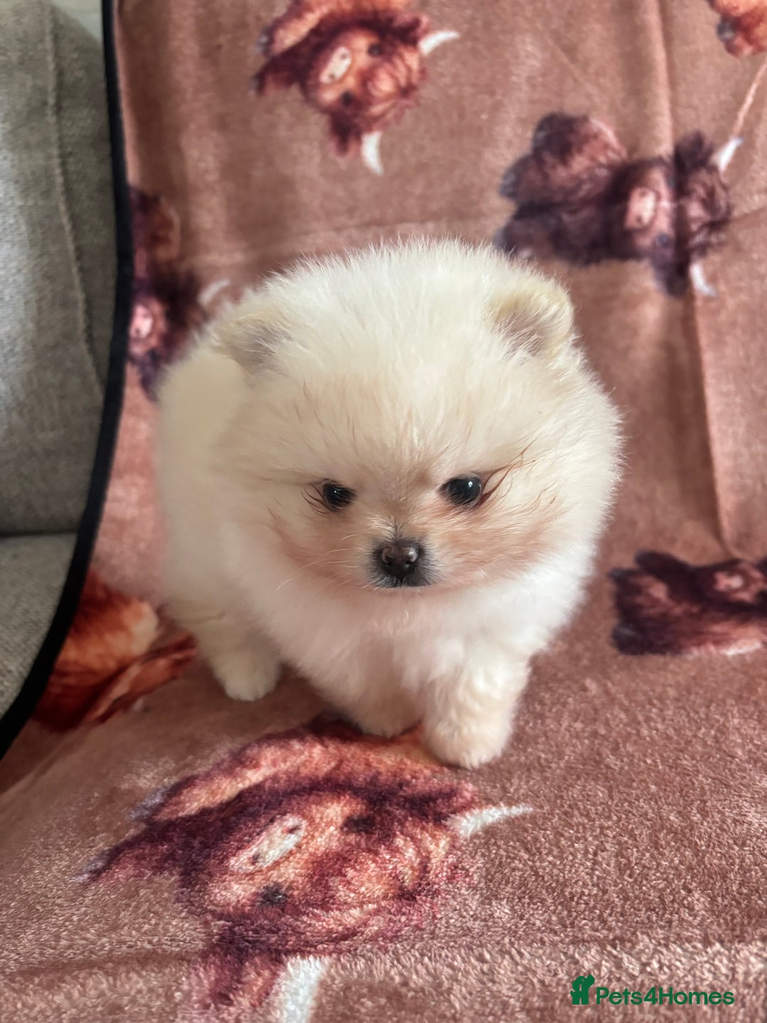 Pomeranian dogs for sale: Male Pomeranian  - Image 9